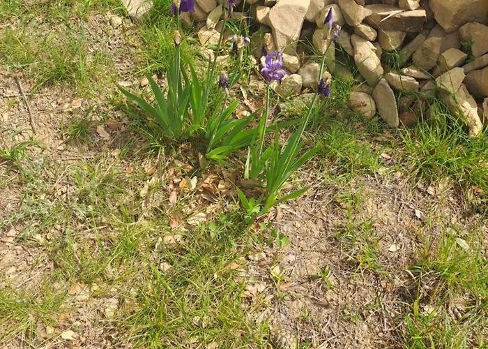 Sortis - For 2 Families And Pets